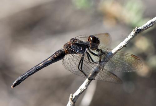 Réf. 70 394 : Diplacodes lefebvrii