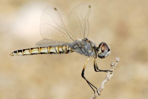Selysiothemis nigra