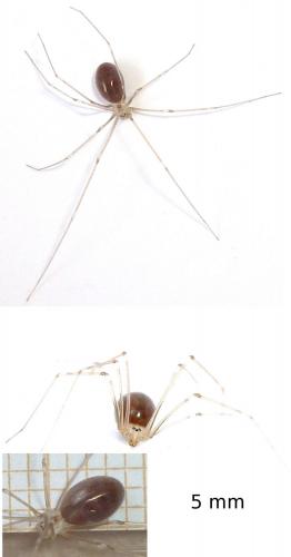 Pholcus phalangioides