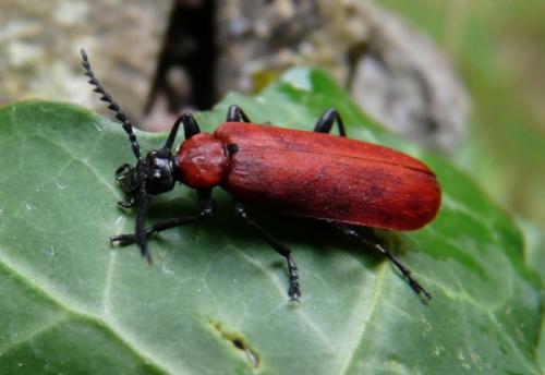 Réf. 70 340 : Pyrochroa coccinea
