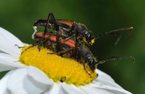 Anastrangalia dubia