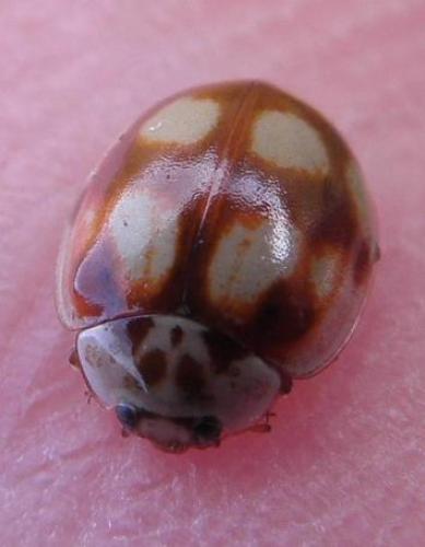 Adalia decempunctata