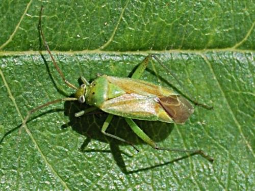 Closterotomus norwegicus