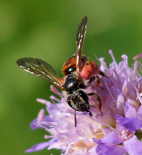 Andrena hattorfiana