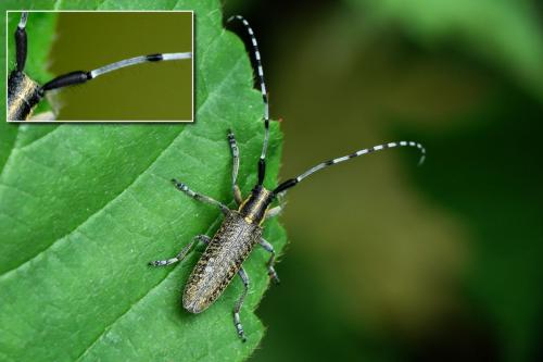 Agapanthia villosoviridescens