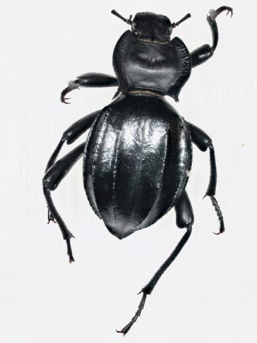 Réf. 70 830 : Akis sp.