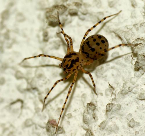 Réf. 70 002 : Scytodes thoracica