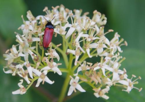 Ampedus sp.