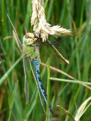 Anax imperator