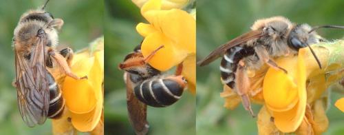 Réf. 70 399 : Andrena lathyri
