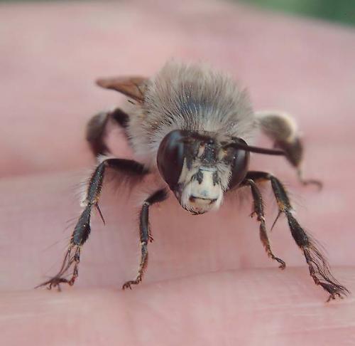 Anthophora plumipes