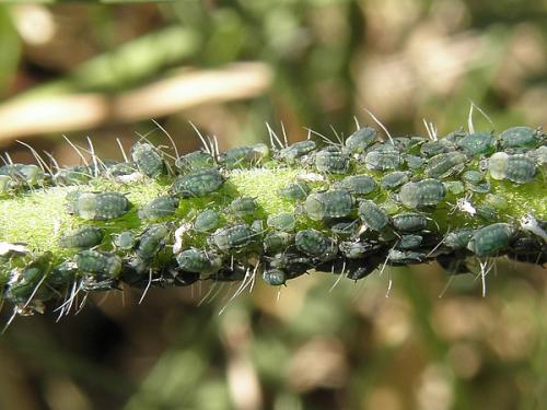 Aphis confusa