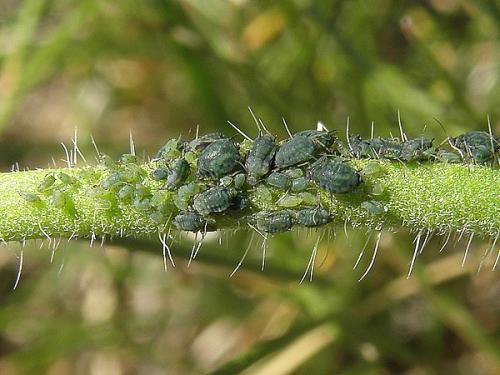 Aphis confusa