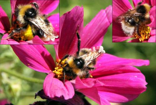 Bombus sp.