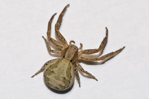 Réf. 70 901 : Xysticus sp.