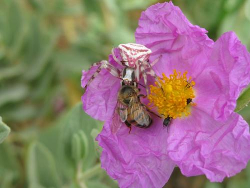 Thomisus onustus
