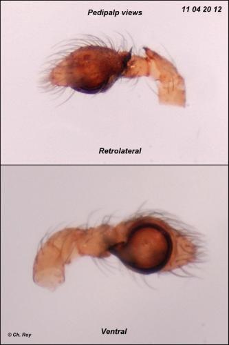 Lathys humilis
