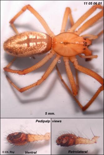 Réf. 70 488 : Enoplognatha mordax
