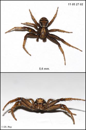 Xysticus kochi