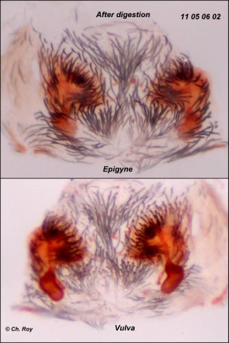 Argenna patula