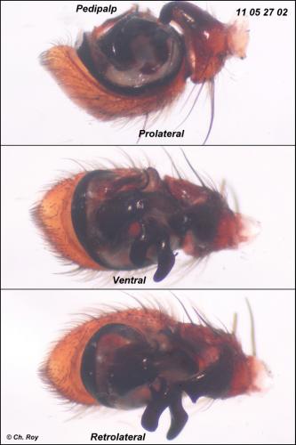 Xysticus kochi