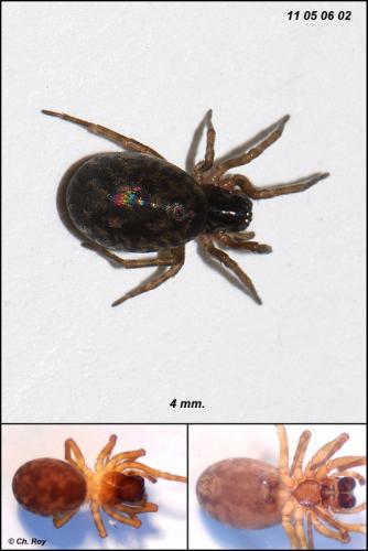 Argenna patula