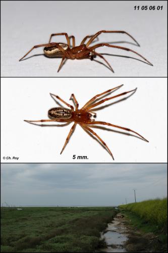 Enoplognatha mordax