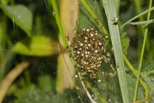 Réf. 70 050 : Araneus sp.
