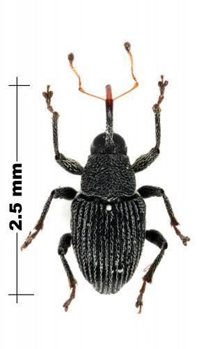 Réf. 70 007 : Archarius pyrrhoceras