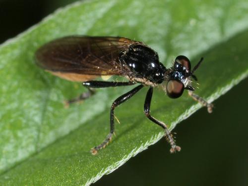 Dioctria sp.