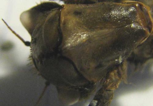 Cordulegaster boltonii