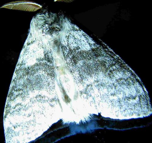 Calliteara pudibunda