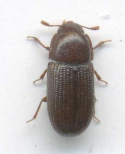 Réf. 70 885 : Clamoris crenata