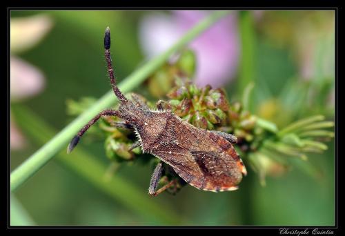Coriomeris sp.