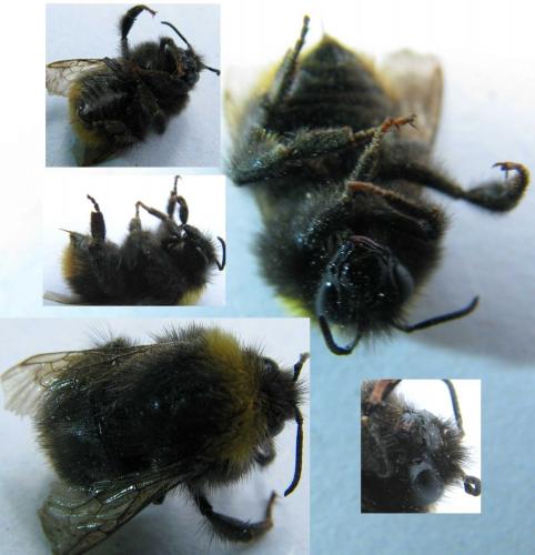 Bombus pratorum
