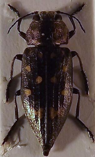 Réf. 70 309 : Trachypteris picta decostigma