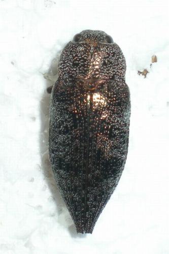 Réf. 70 630 : Dicerca aenea