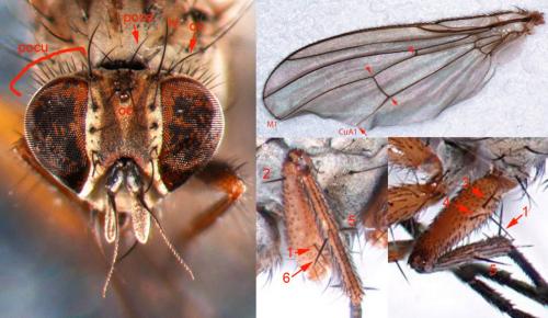 Réf. 70 041 : Coenosia testacea