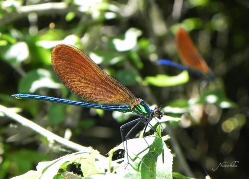 Calopteryx virgo