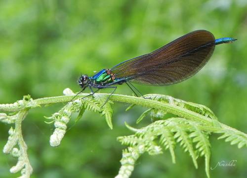 Calopteryx virgo