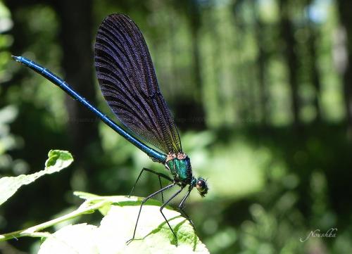Calopteryx virgo
