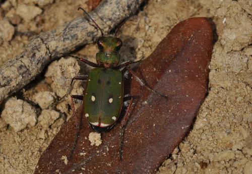 Réf. 70 108 : Cicindela campestris