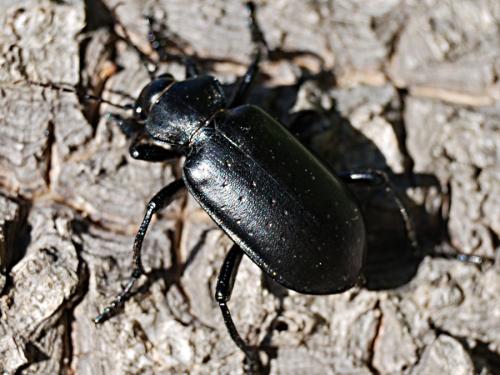 Réf. 70 252 : Calosoma maderae
