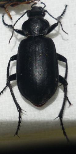 Calosoma sp.