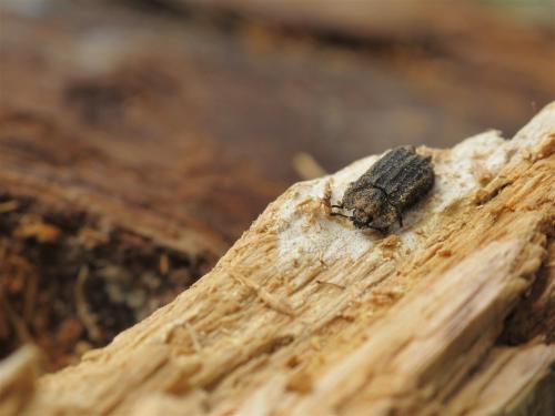 Réf. 70 162 : Calitys scabra