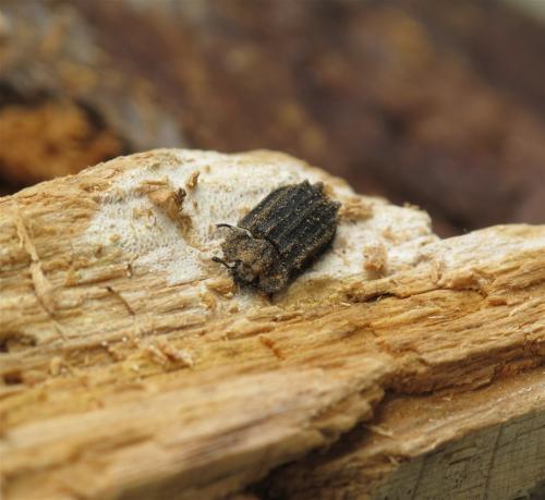 Calitys scabra