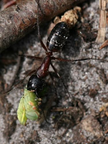 Réf. 70 010 : Camponotus sp.