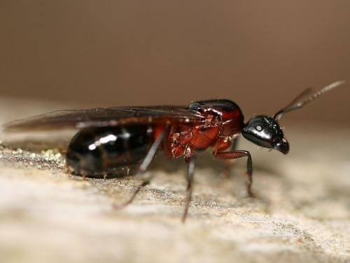 Réf. 70 011 : Camponotus ligniperda