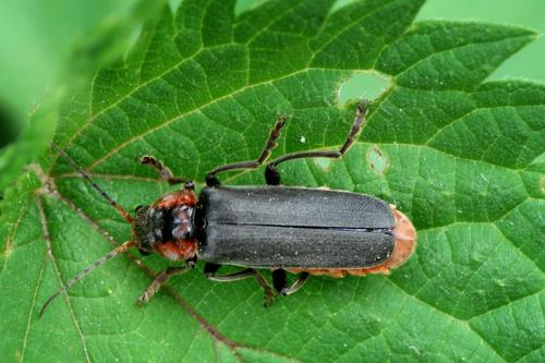 Réf. 70 988 : Cantharis fusca