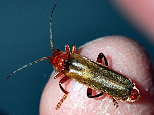Cantharis livida
